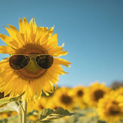 Sunflower wearing sunglasses with smile face on vintage tone for summer festival concept.